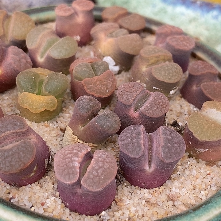 班克雪花磁铁一颗         