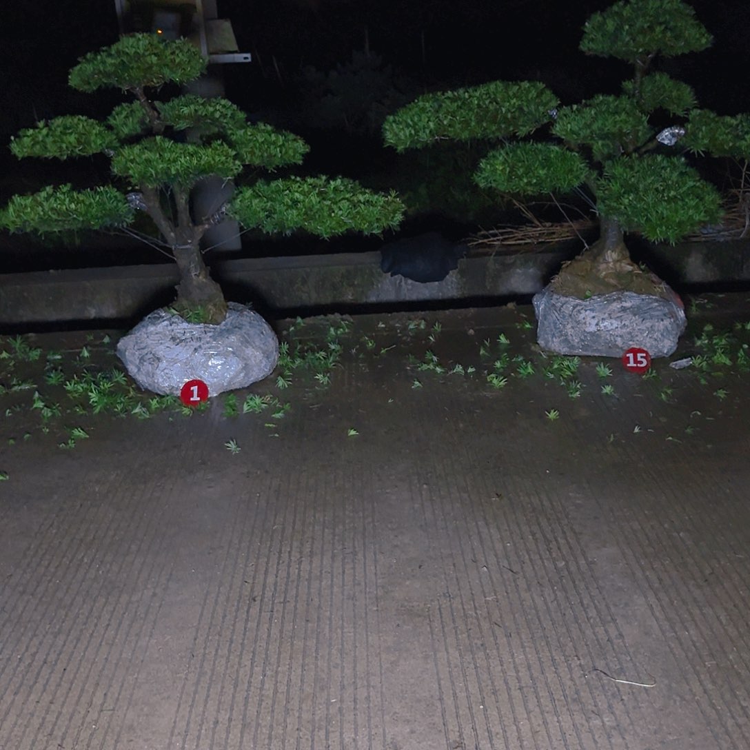 菊***晨当前无花朵，栽培后可花朵