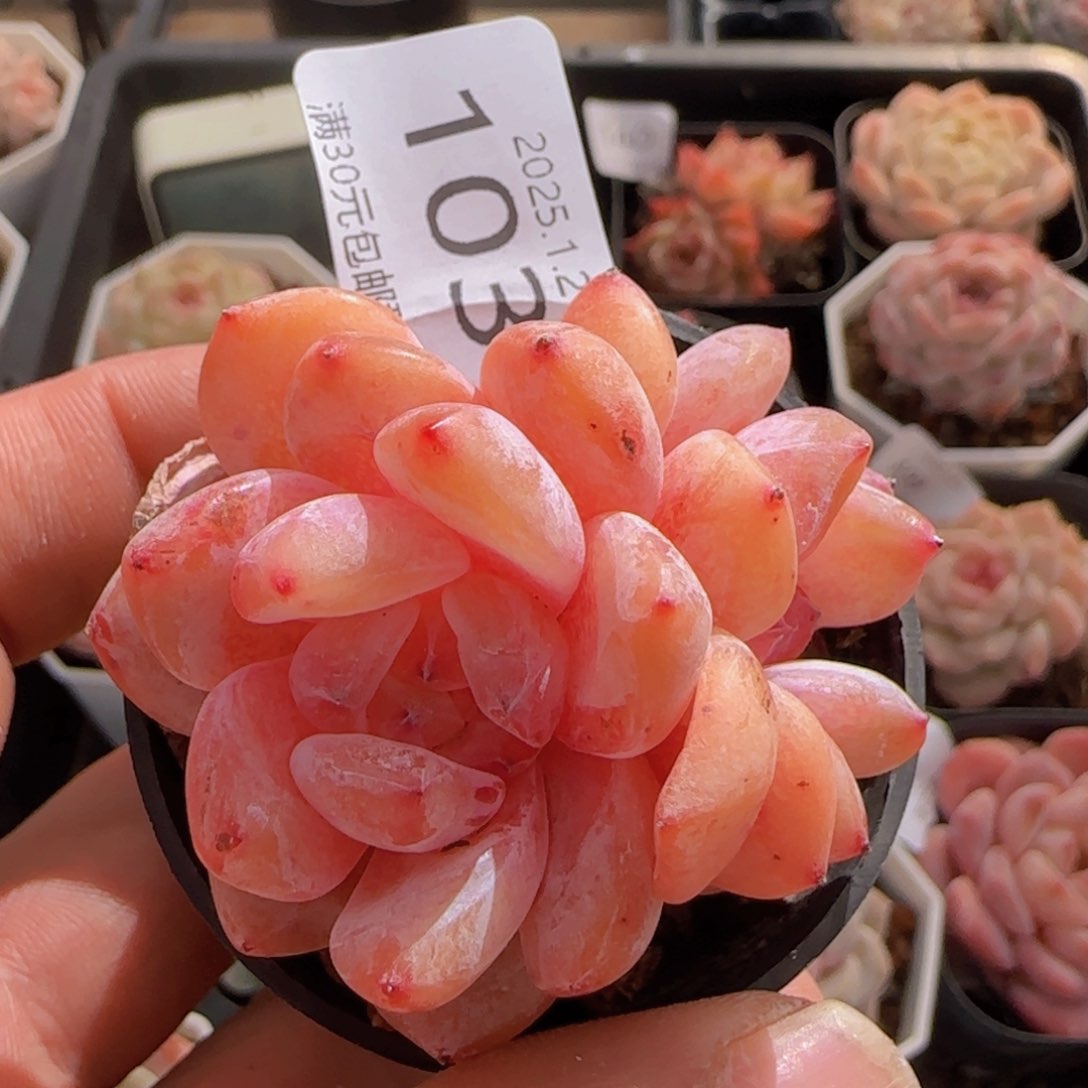 星影双头一颗脱土发货