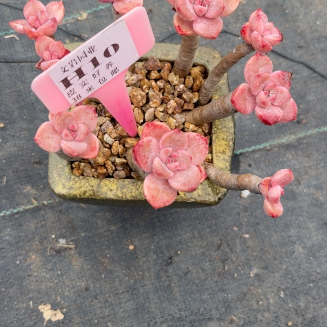 可***主多肉植物1111111