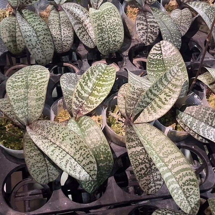 完全开放超银西雷利花剑