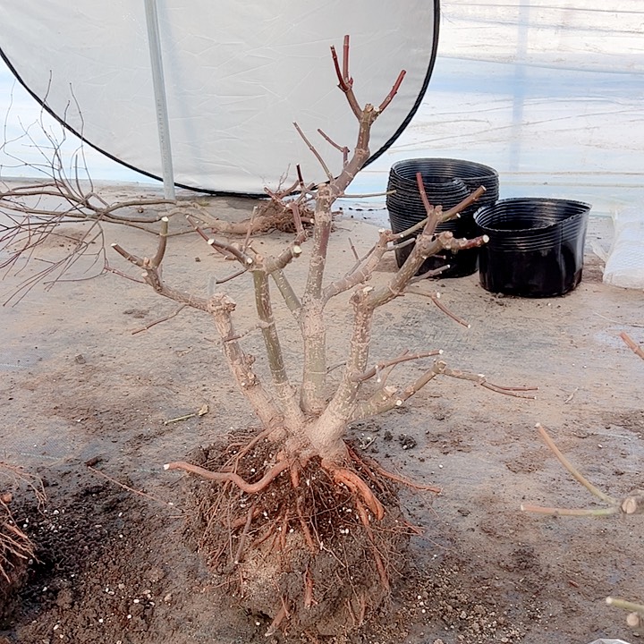 贺***生无花朵枫树……枫树