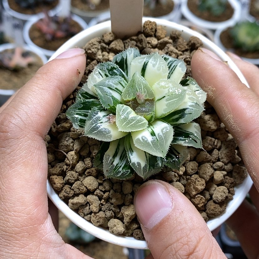 【闪购商品】102爱心芷寿