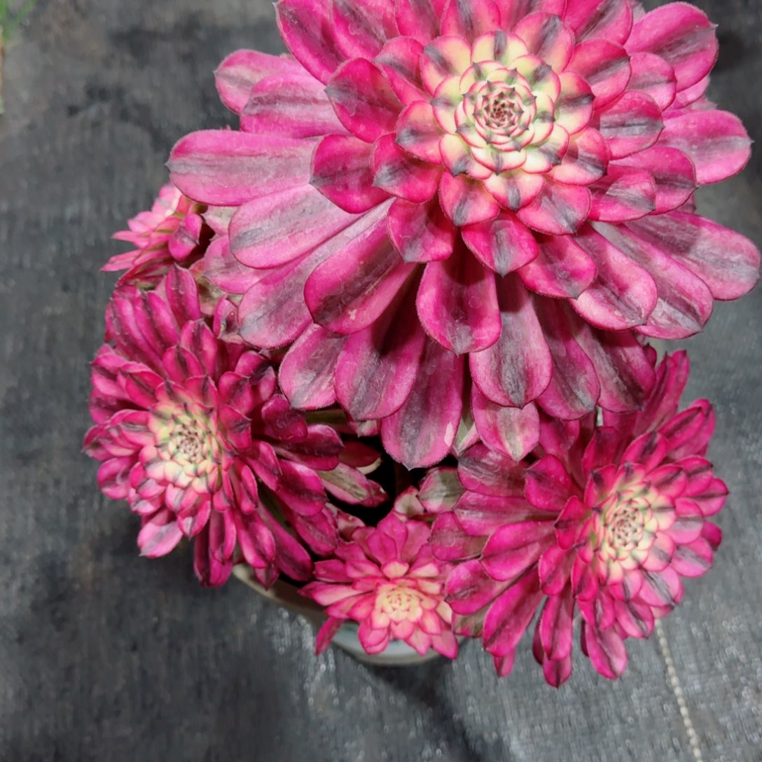 多肉植物发货发货