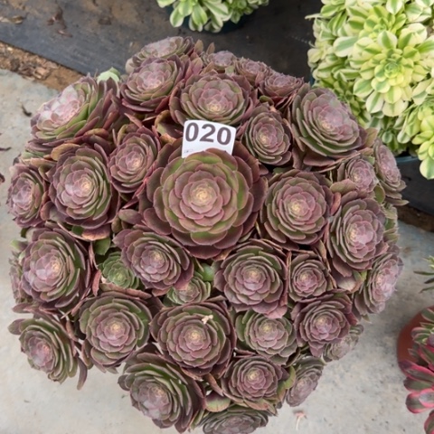 020沙拉碗多肉40厘米左右