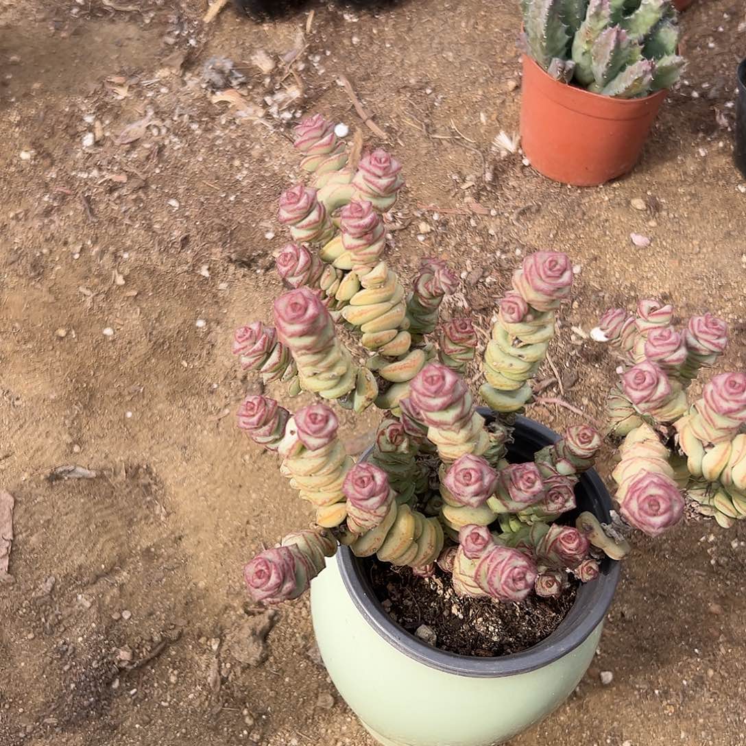 多肉植物钱串群生