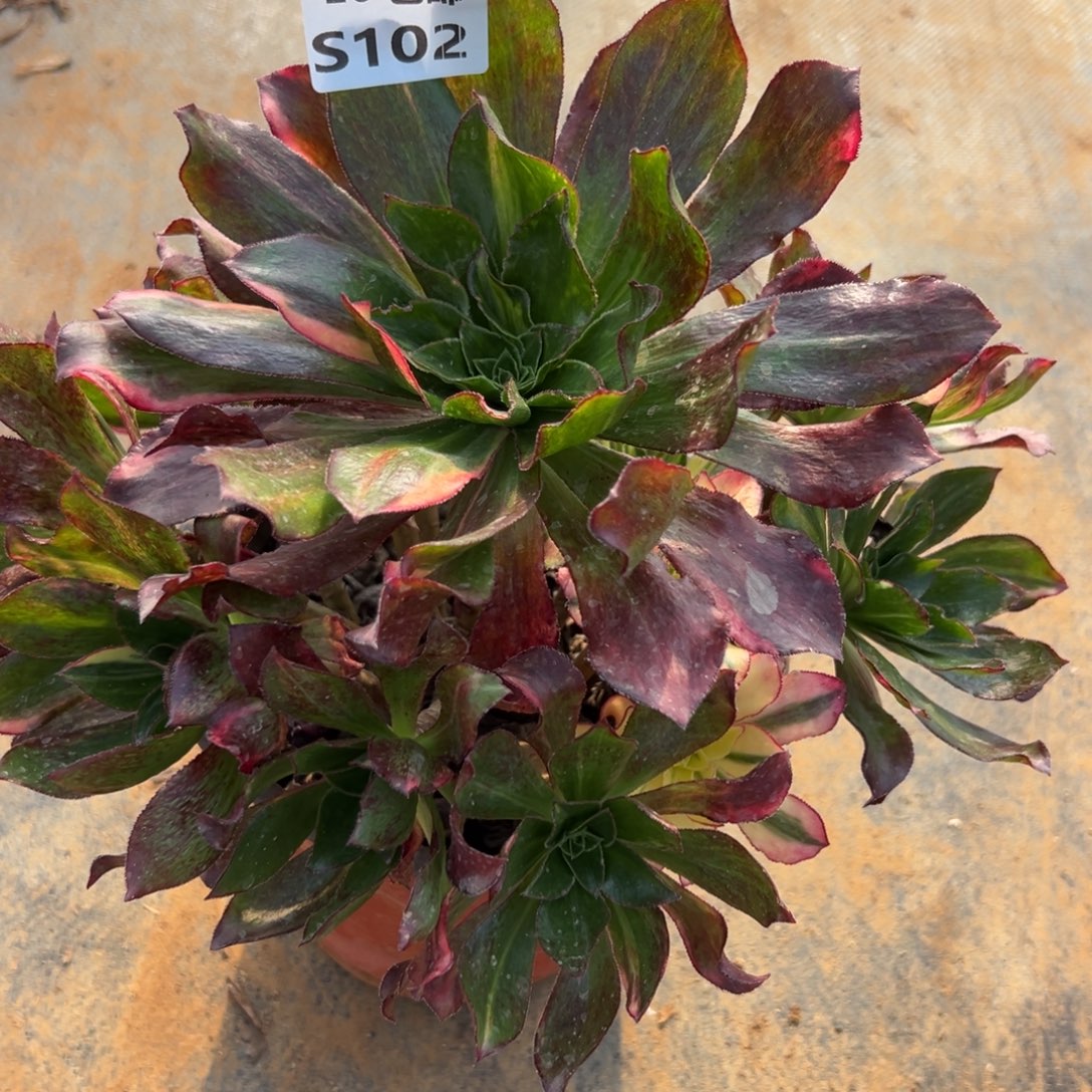 102魅影七彩，满20包邮