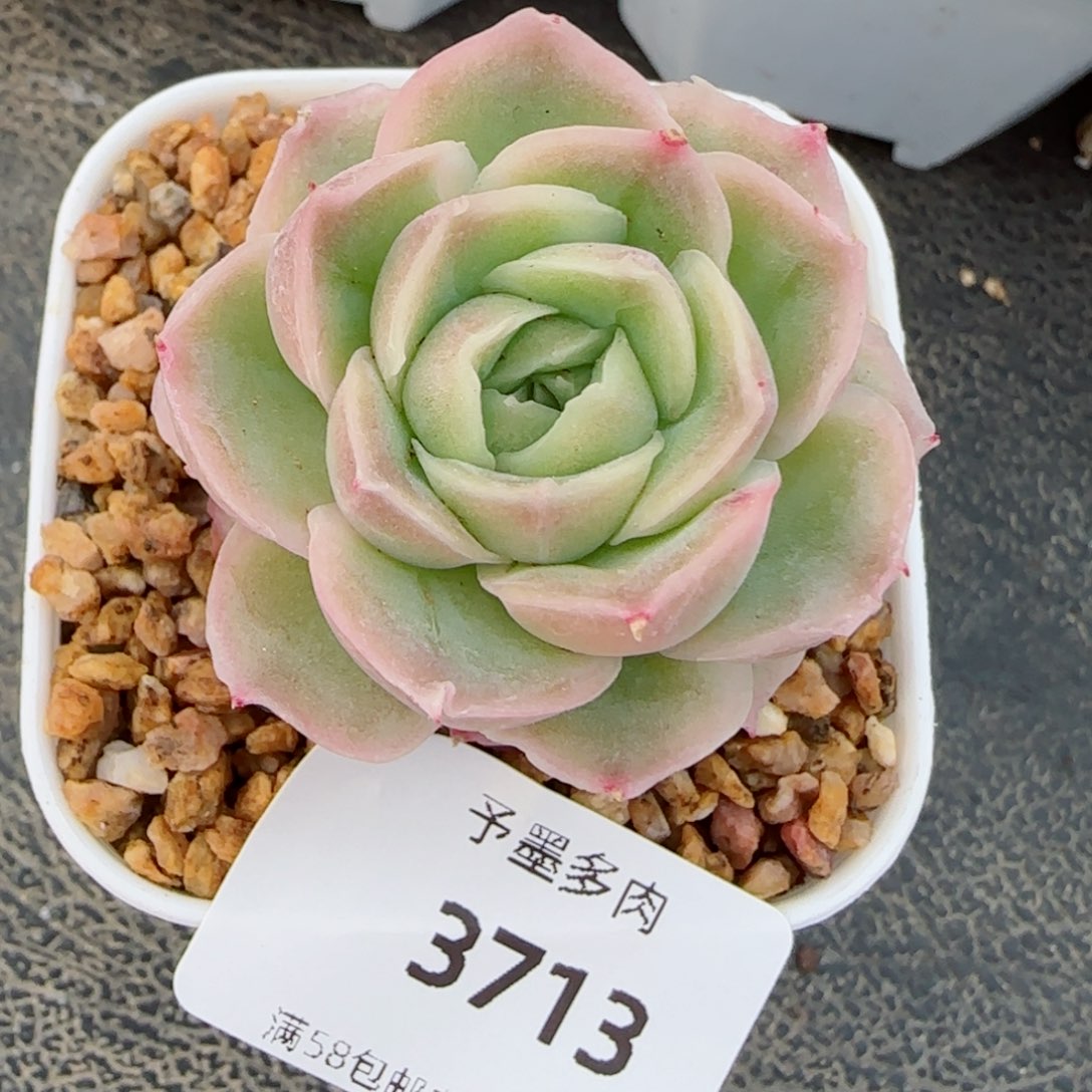 虾饺，3713多肉植物