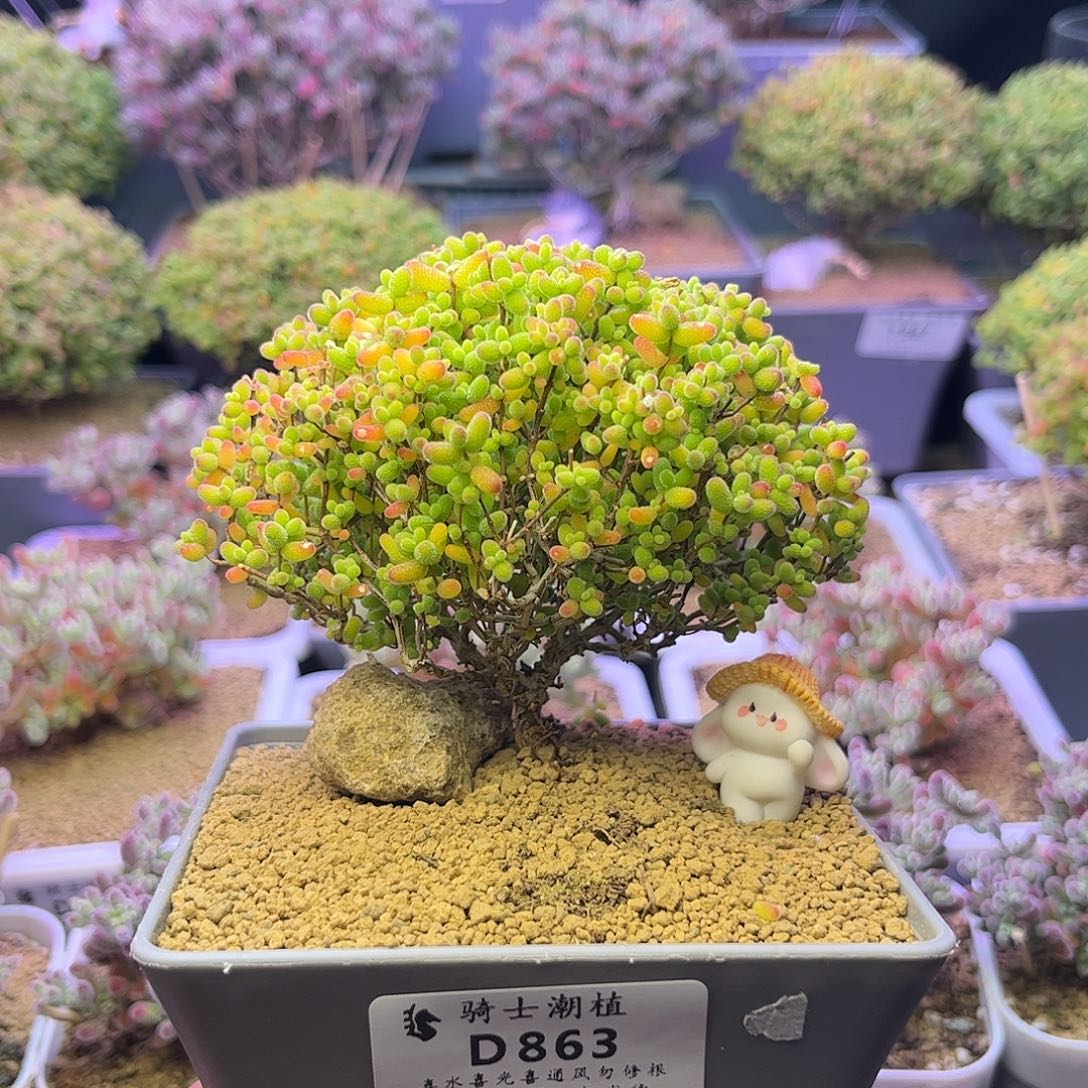 863蜜橘糖球枝干番杏