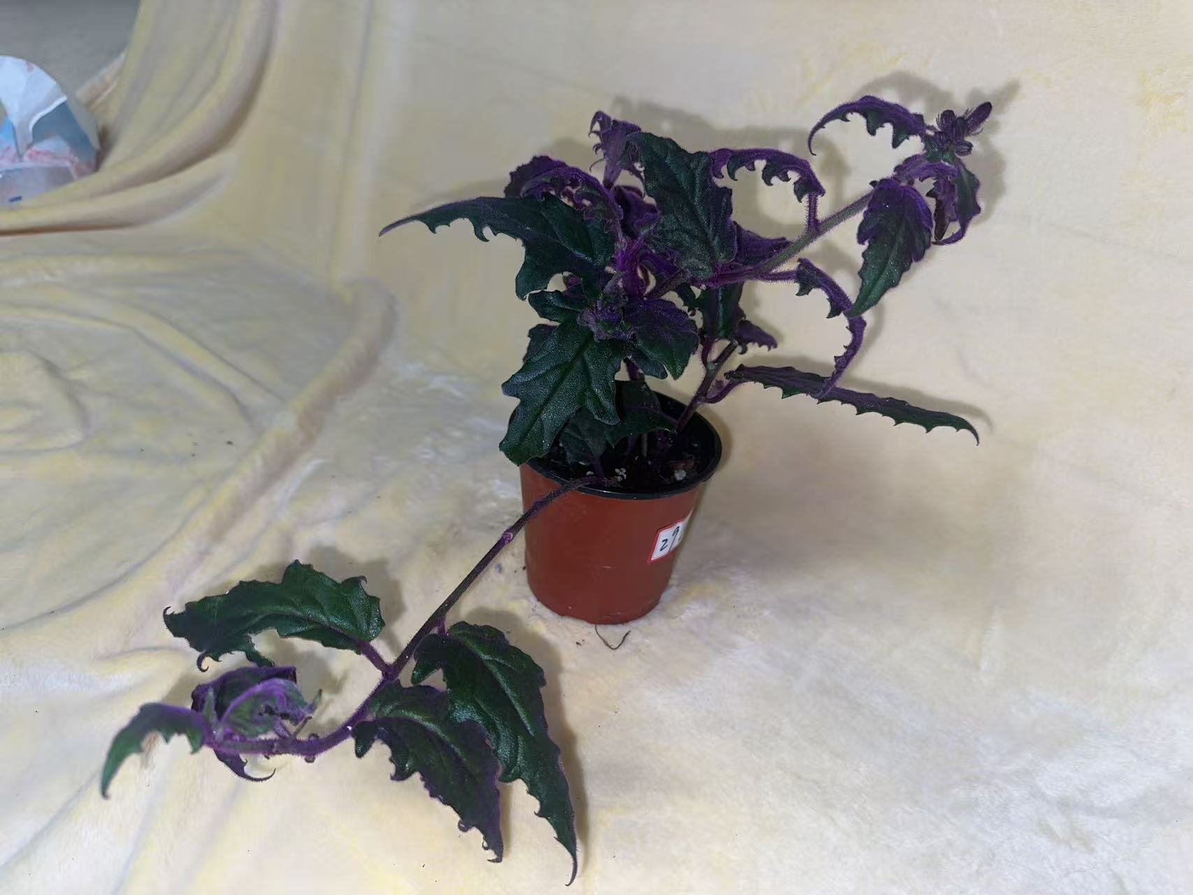 紫凤凰三七吊兰盆栽藤蔓垂吊适合家庭室内观叶植物