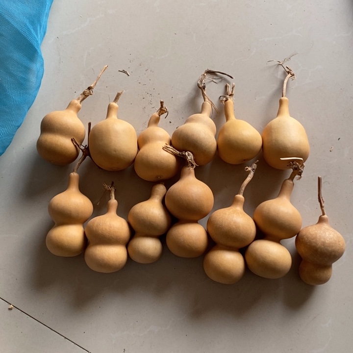 葫芦十个葫芦带一个小葫芦