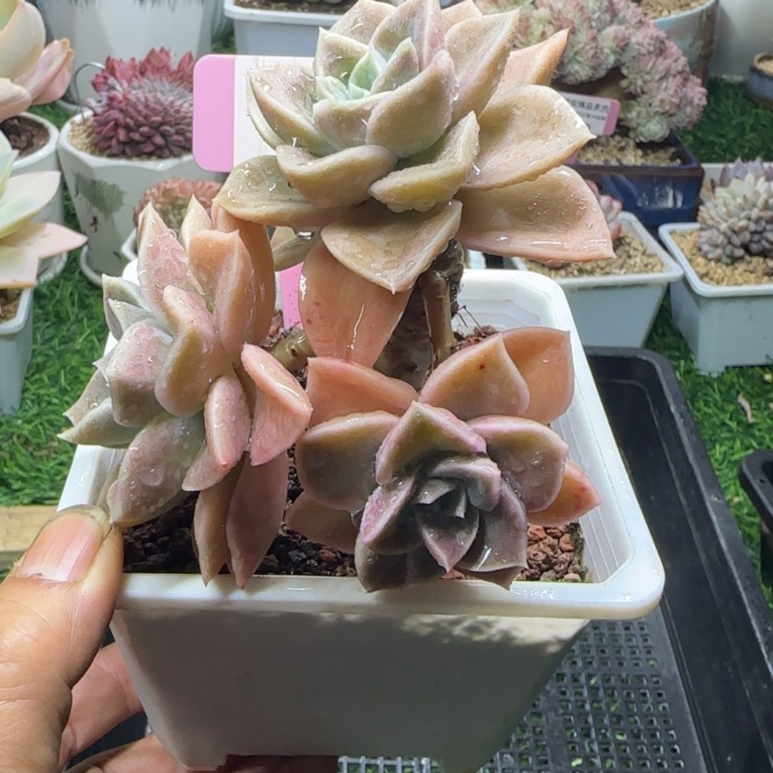 锦安精品多肉编号200