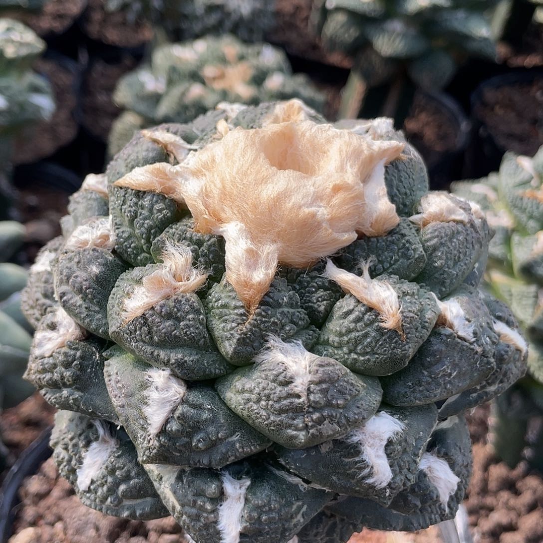 嫁接连山龟甲牡丹