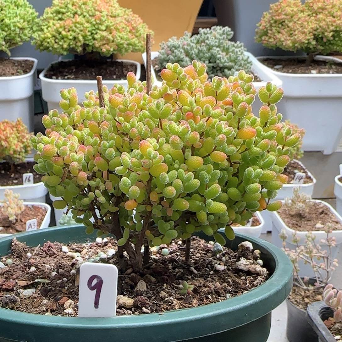 金桔糖球老桩福利出