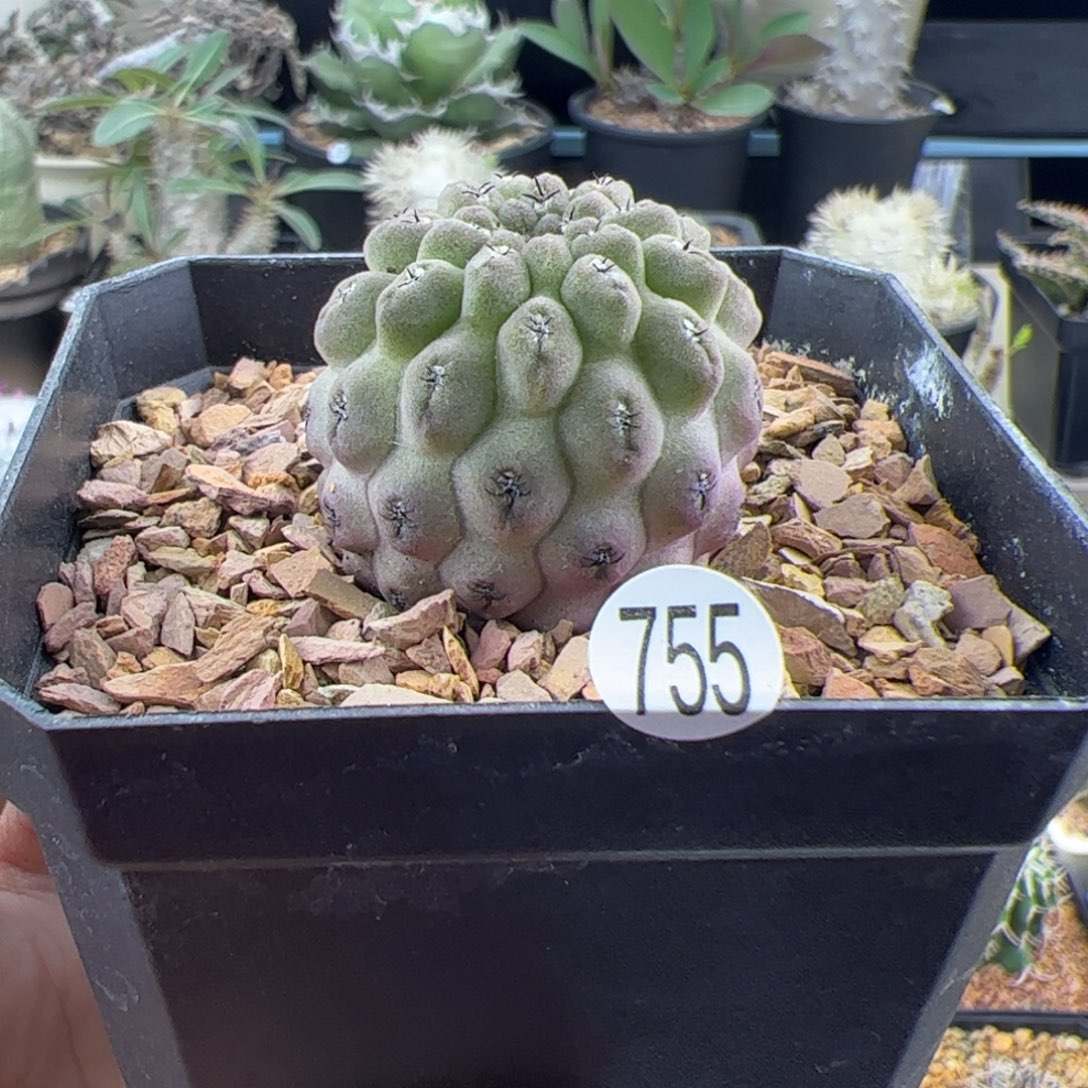 豹头实生一物一拍755