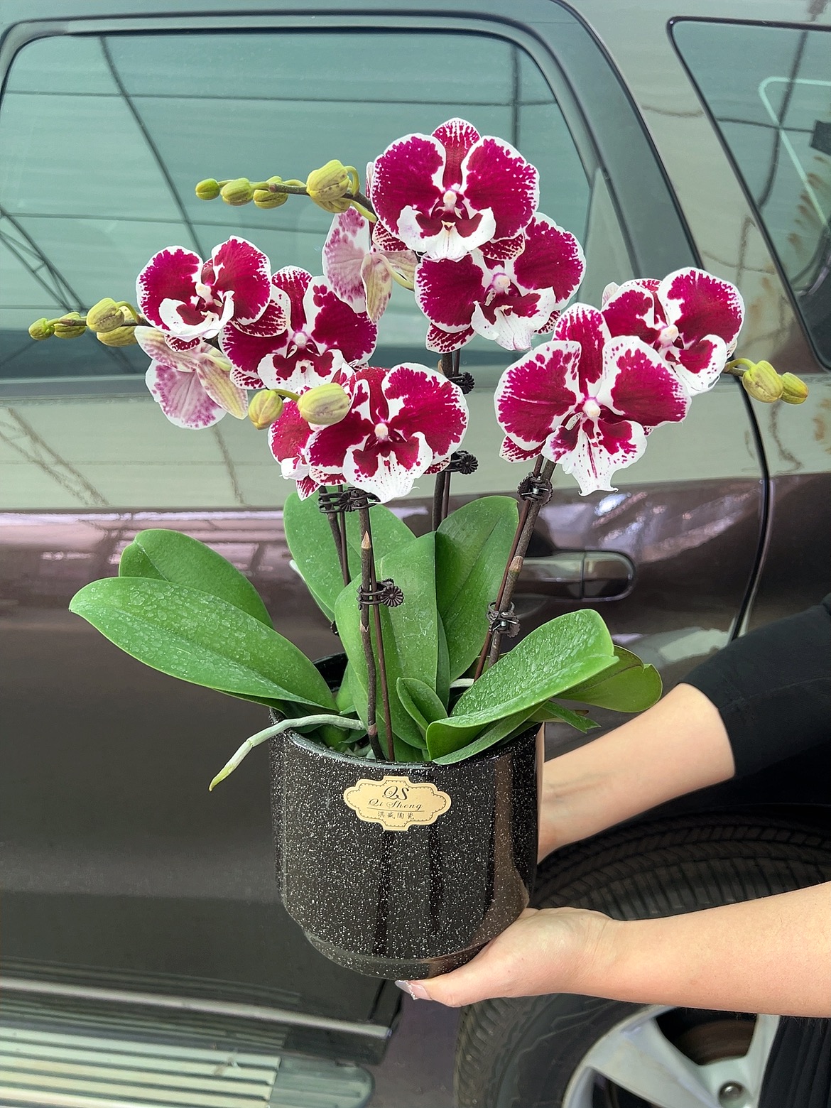 [卡布奇诺06]2.8寸黑色中花型桌案款蝴蝶兰带花发货