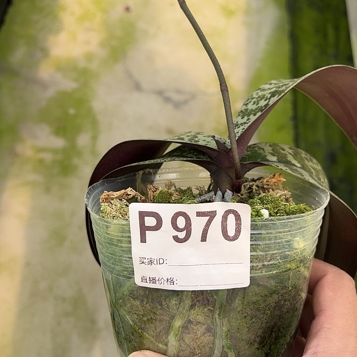 完全开放雅风实生西雷利970