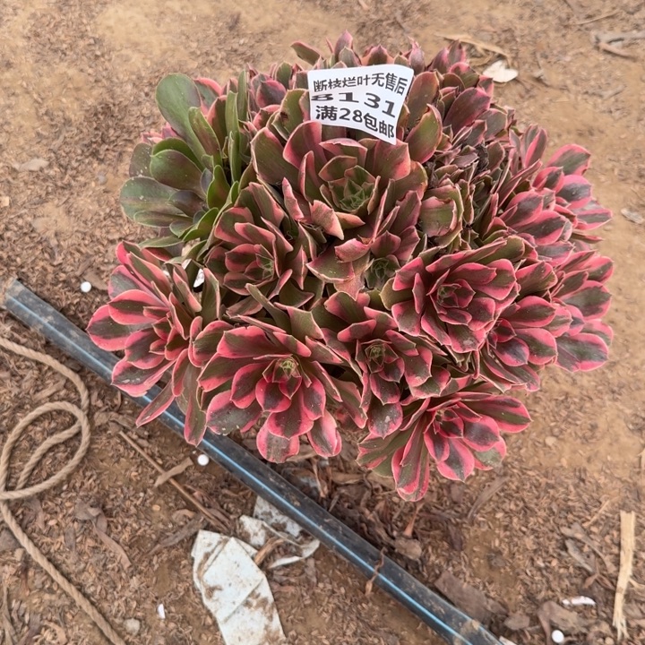 明***o8131二号棚男神多肉B