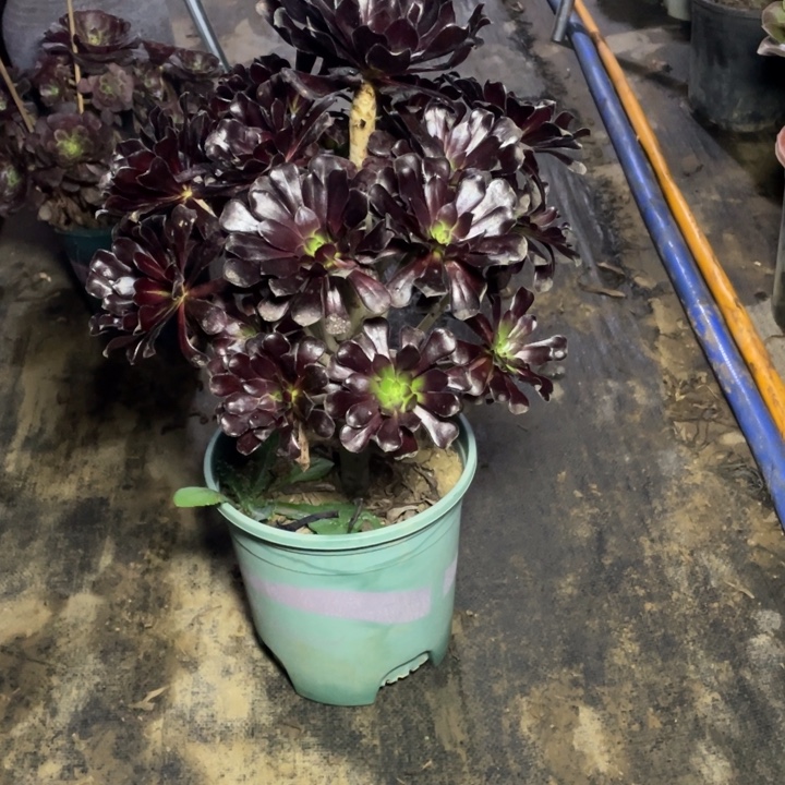 38墨法师多肉植物多肉多肉