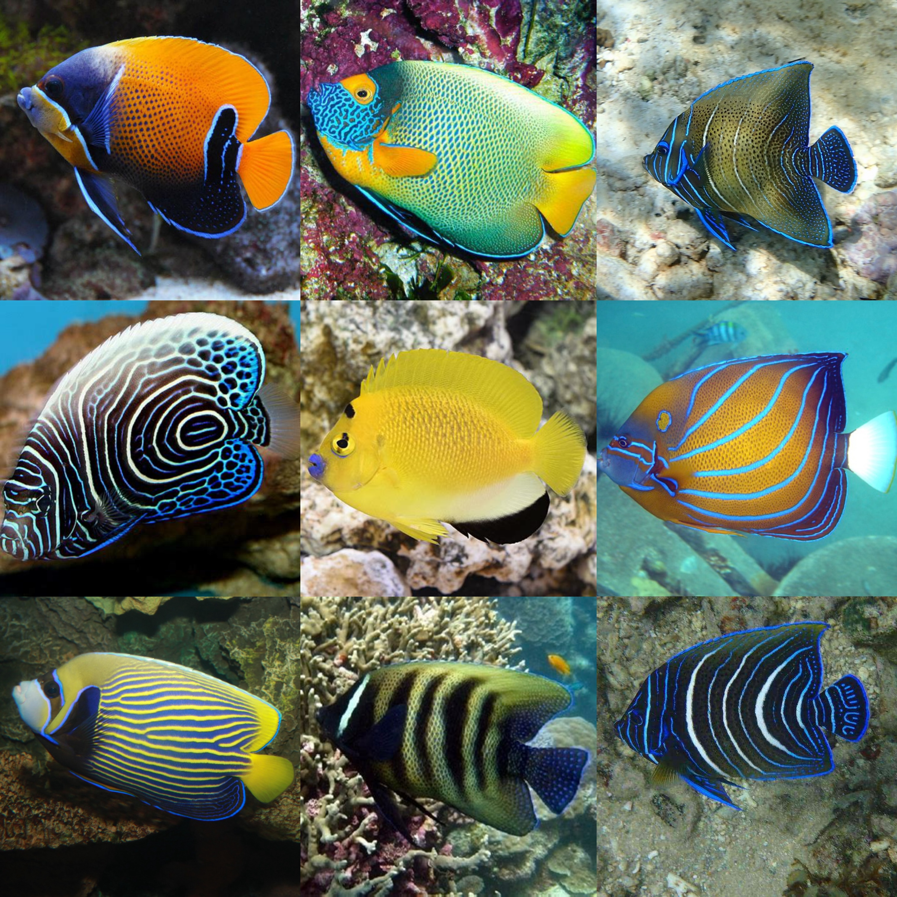 (仙类海水鱼)一物一拍直播间挑选链接