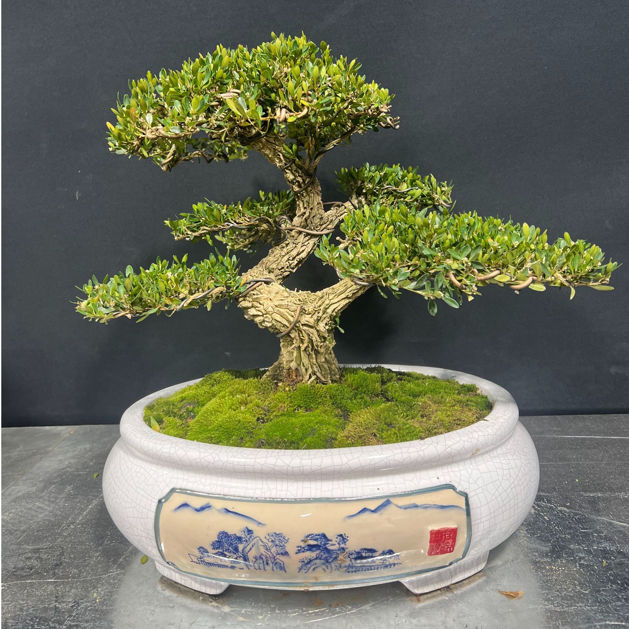 【一物一拍】造型黄杨老桩盆景四季常青绿植盆栽室内外好养易活植物