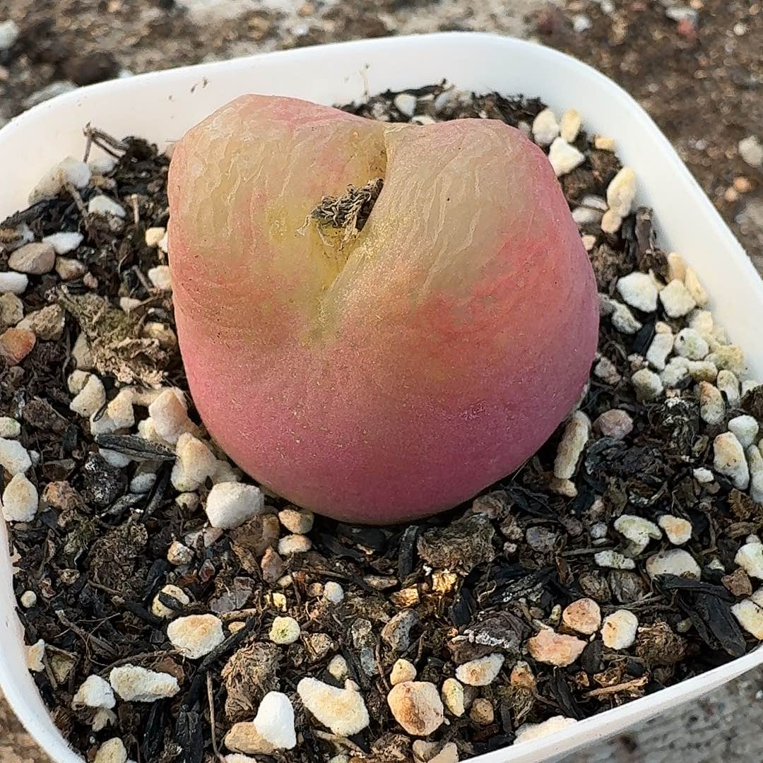 陈*糖老马生石花大毛111