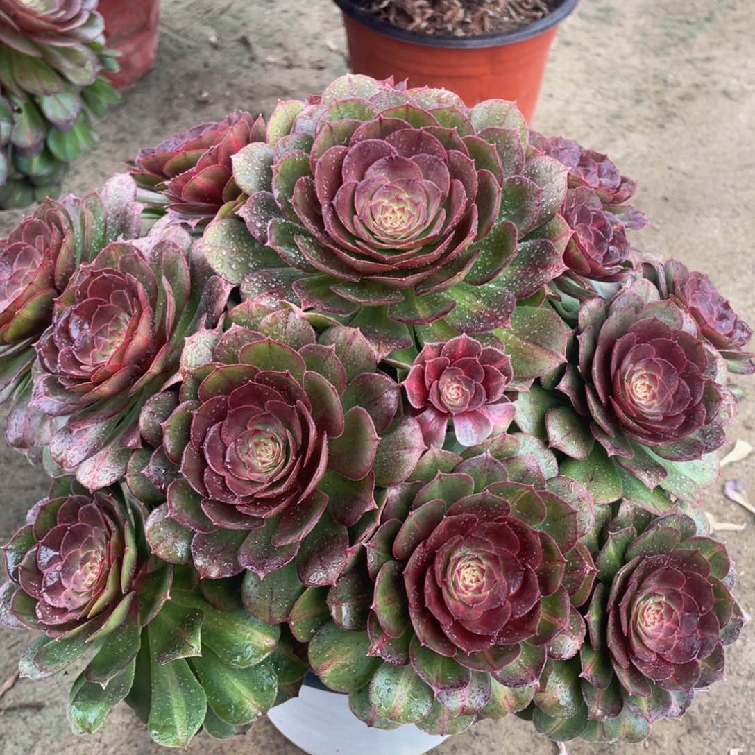 906倾城中斑锦精品法师多肉