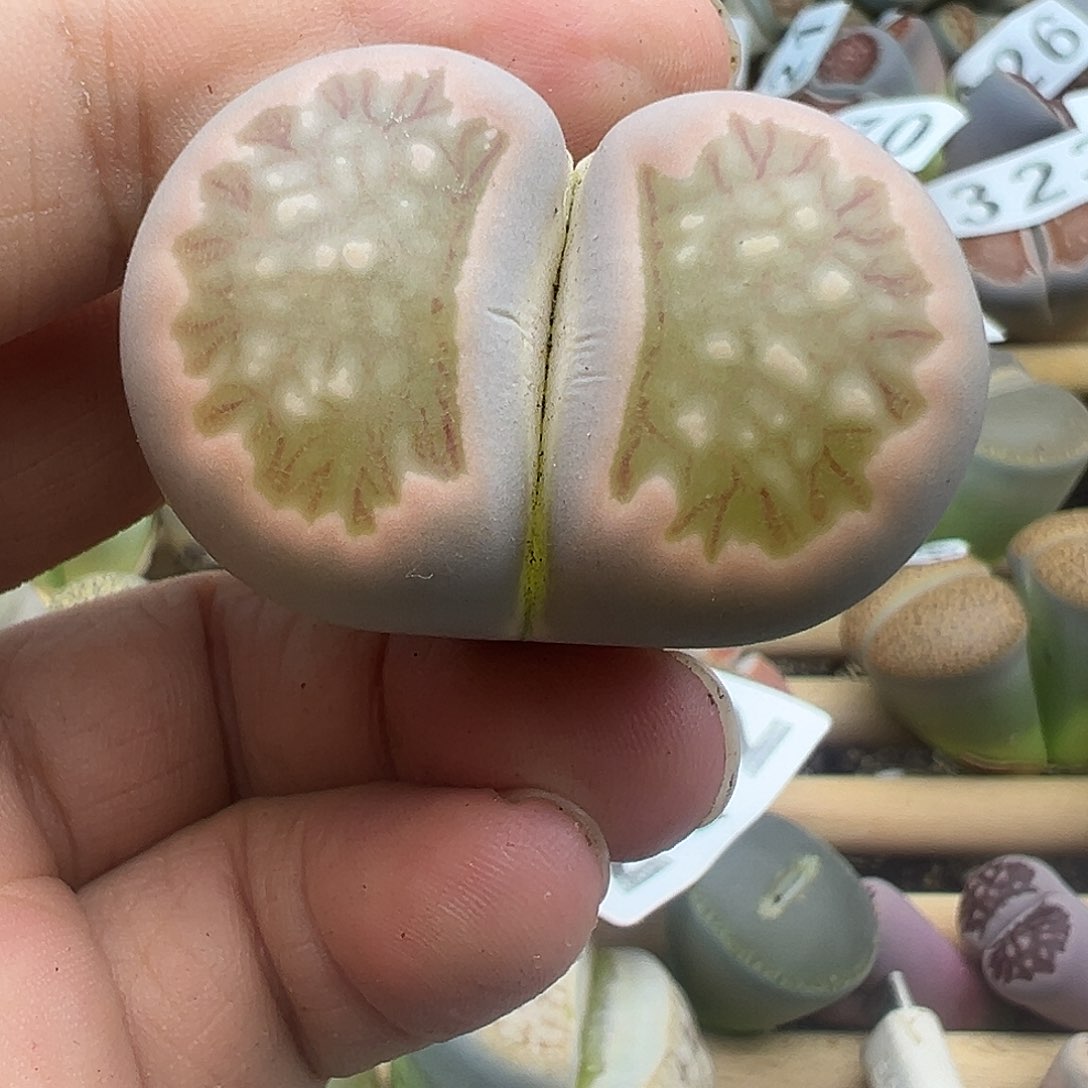 316有伤福利清大粉菊3.9厘米