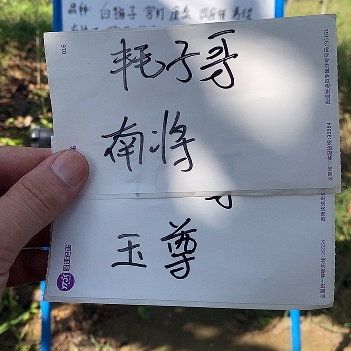 无花朵涿鹿南疆。御尊一年苗