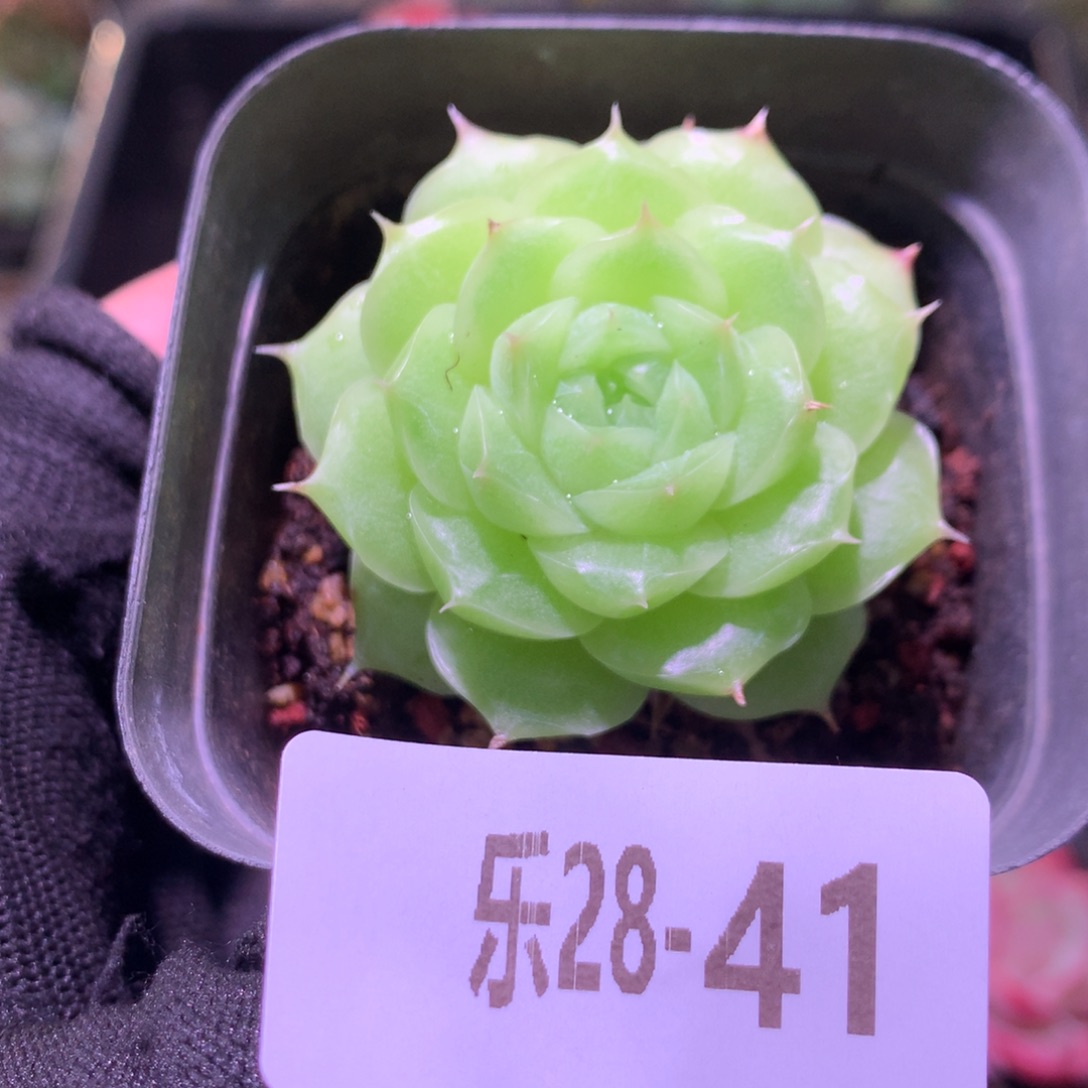 乐然28-41 麦秆单头 