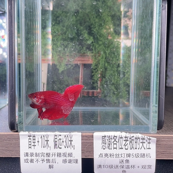 斗鱼活体不退不换