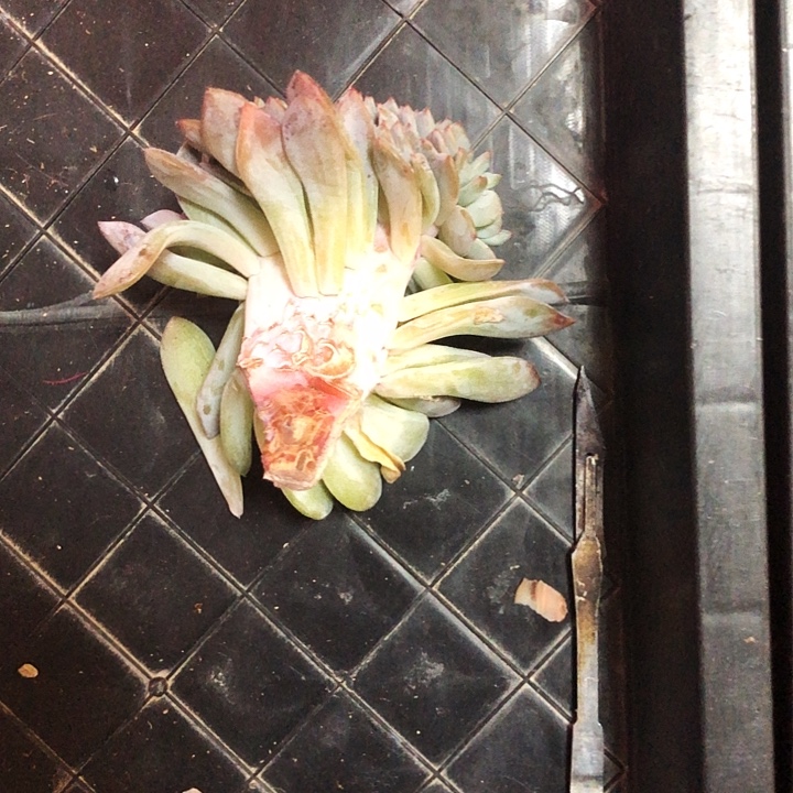 嘿尔专拍多肉植物