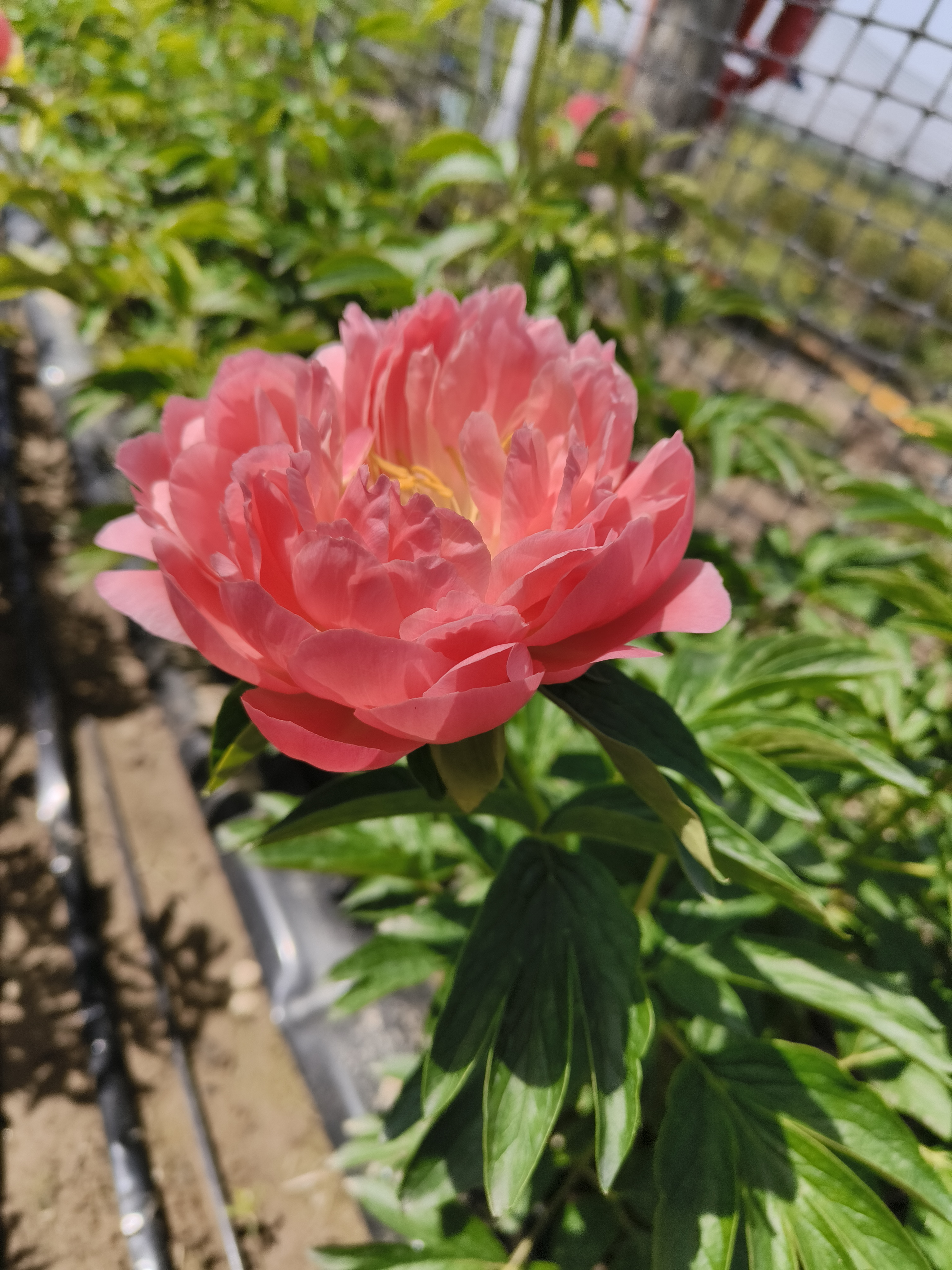 珊瑚 系列  菏泽进口重瓣芍药秋季发货