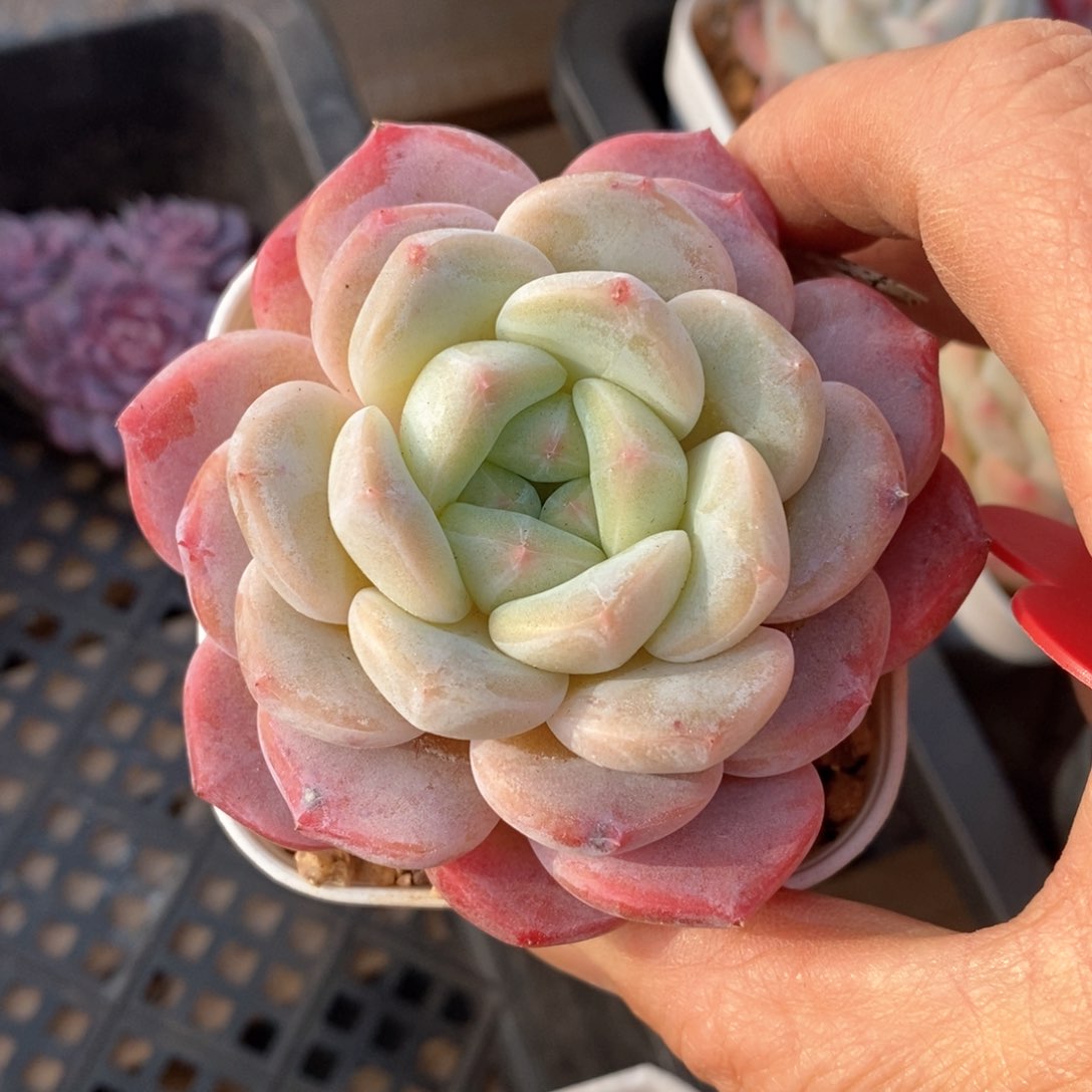 精品多肉一物一拍不包整116