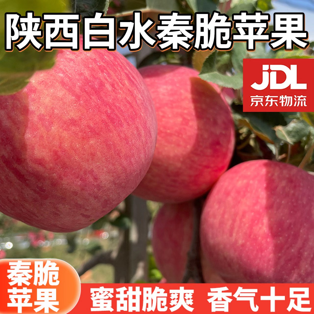 【泉盛隆】陕西白水秦脆苹果4.5斤装 单果75mm以上