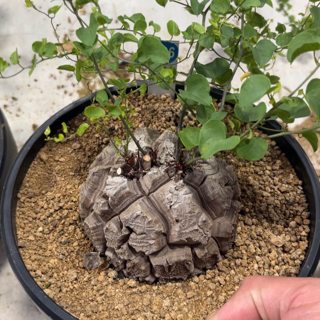 926龟甲龙带盆带土发货