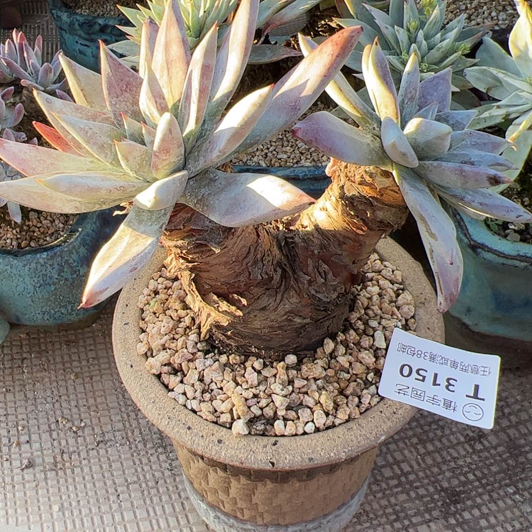 3150墨西哥苹果叶