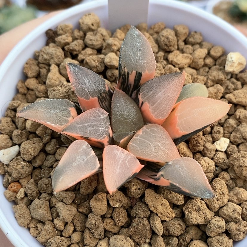 【闪购商品】9丘比特