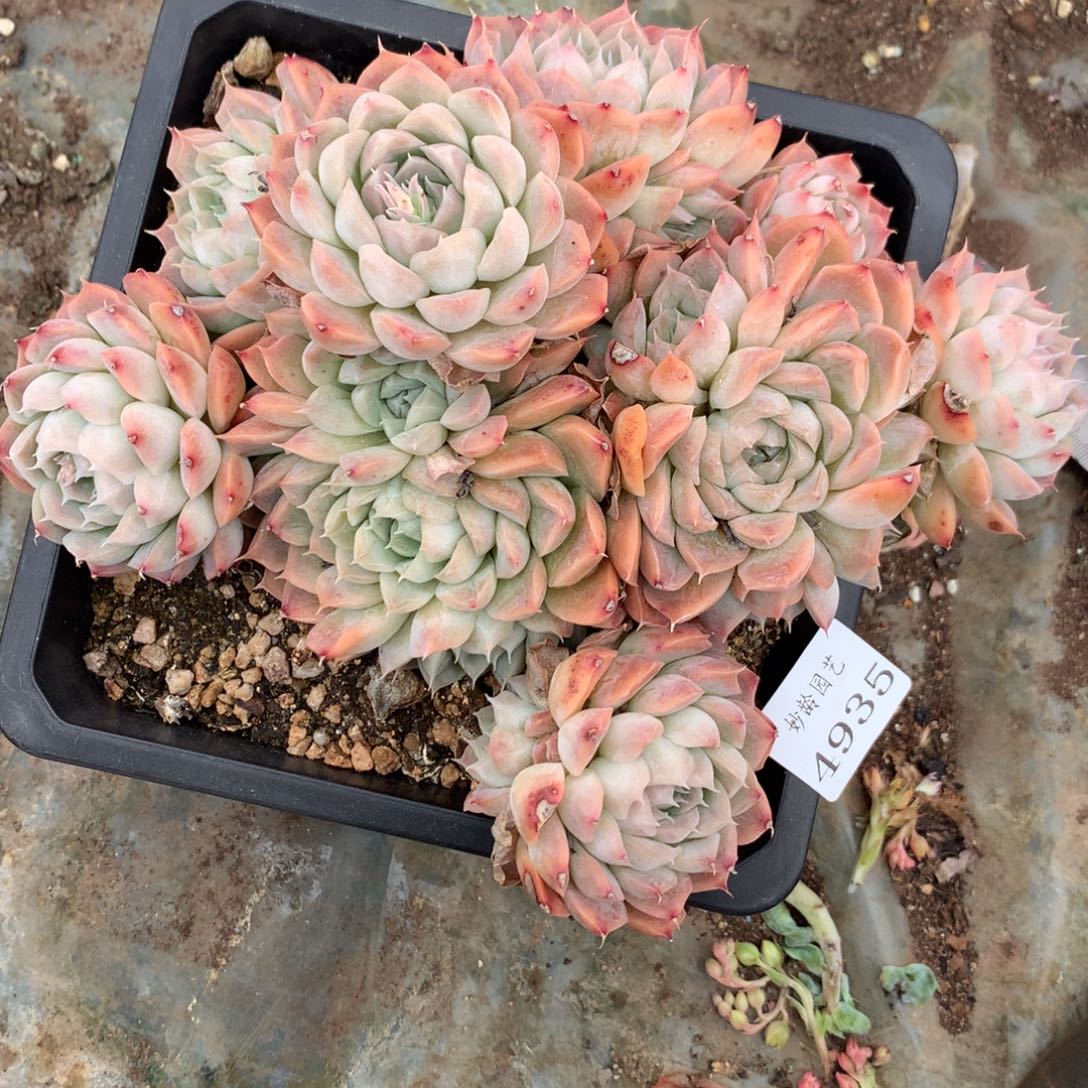 4935杂交精品基地20厘米