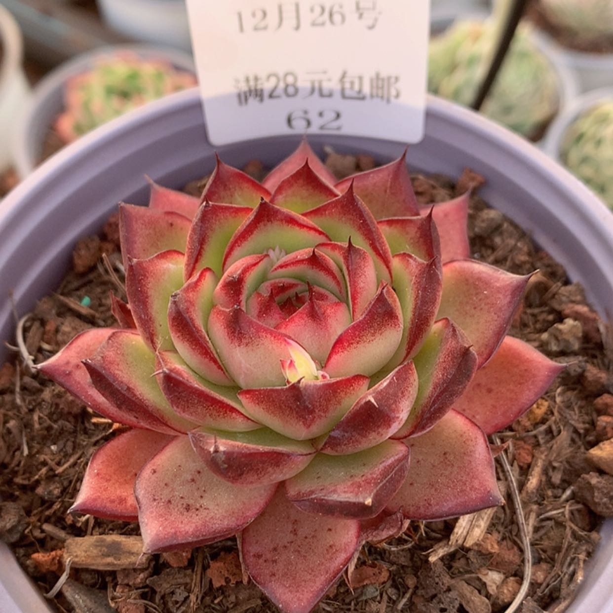 【闪购商品】云62号梦幻女王5厘米