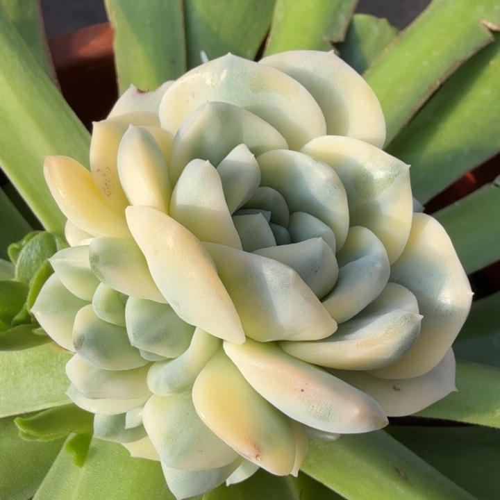 侧芽冰魄锦侧芽无根