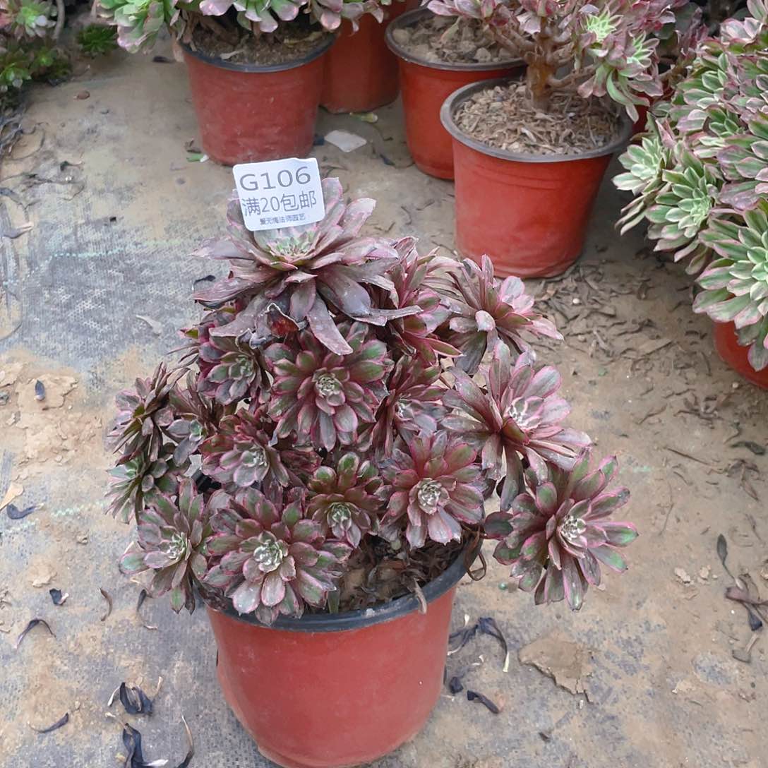 106紫霞仙子多肉有老伤小损不包