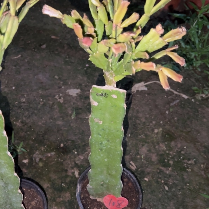 姐***大当前无花栽培后可以开花045  108瑕疵