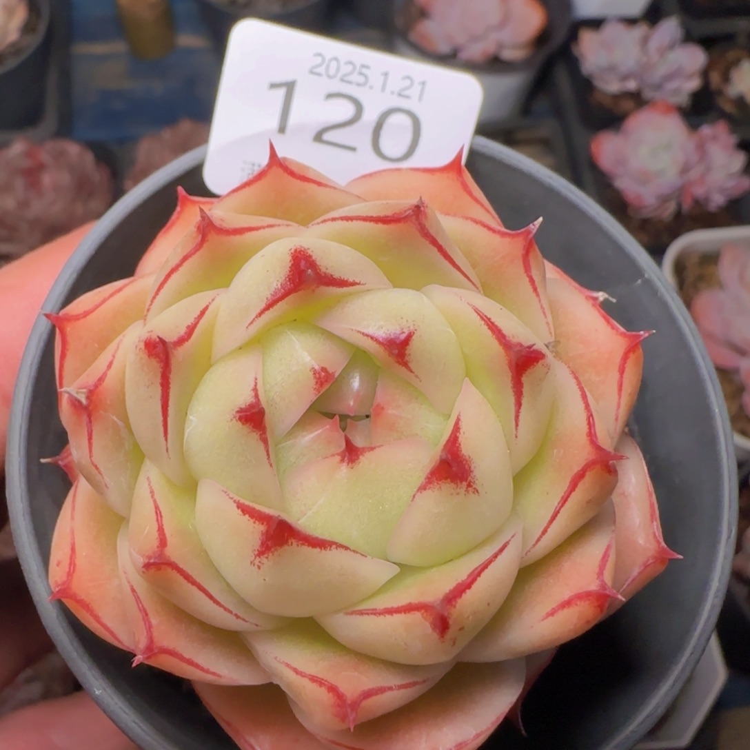 边线麦秆单头一颗脱土