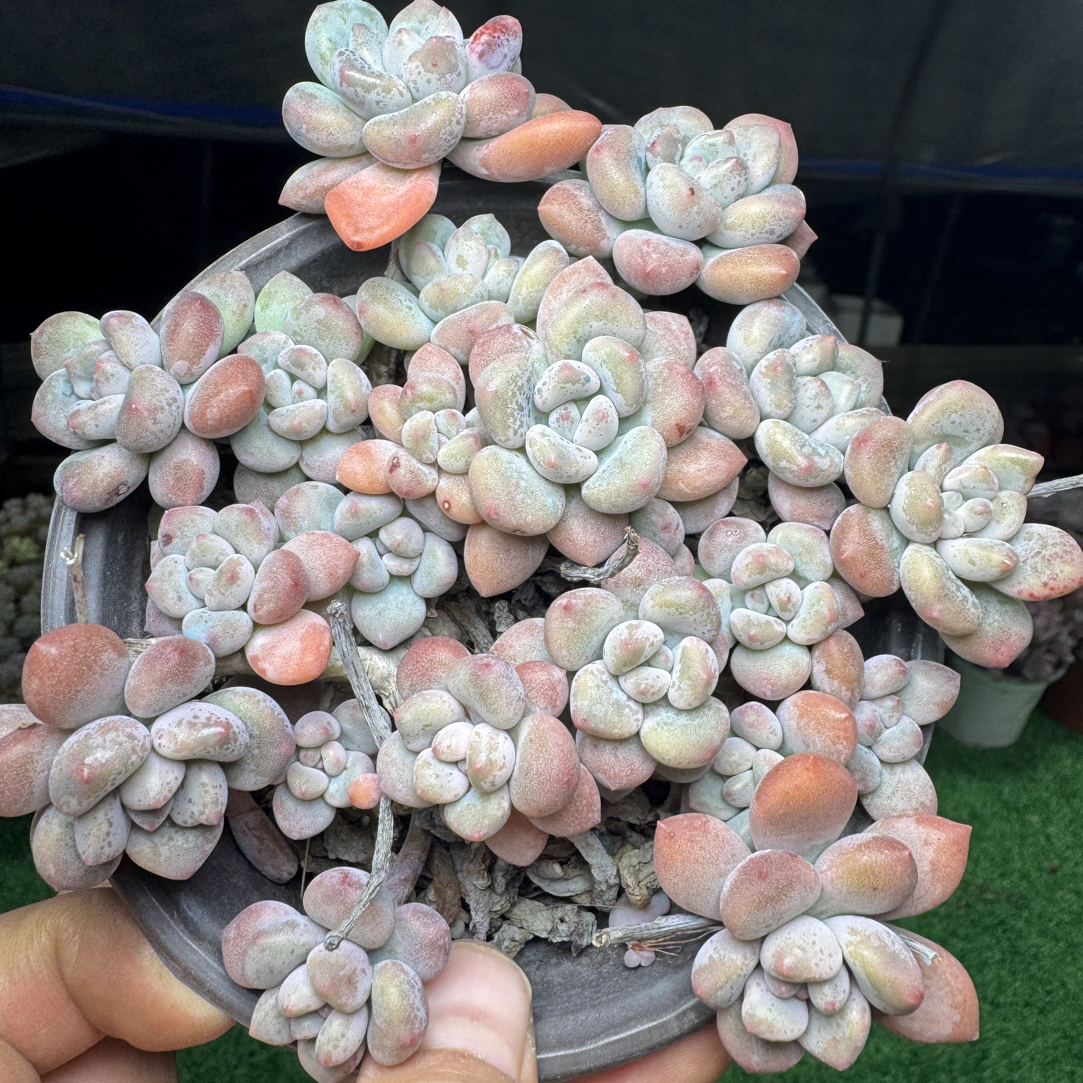 木糖醇 以直播标准为 掉叶不售后湊满15包邮不满到付