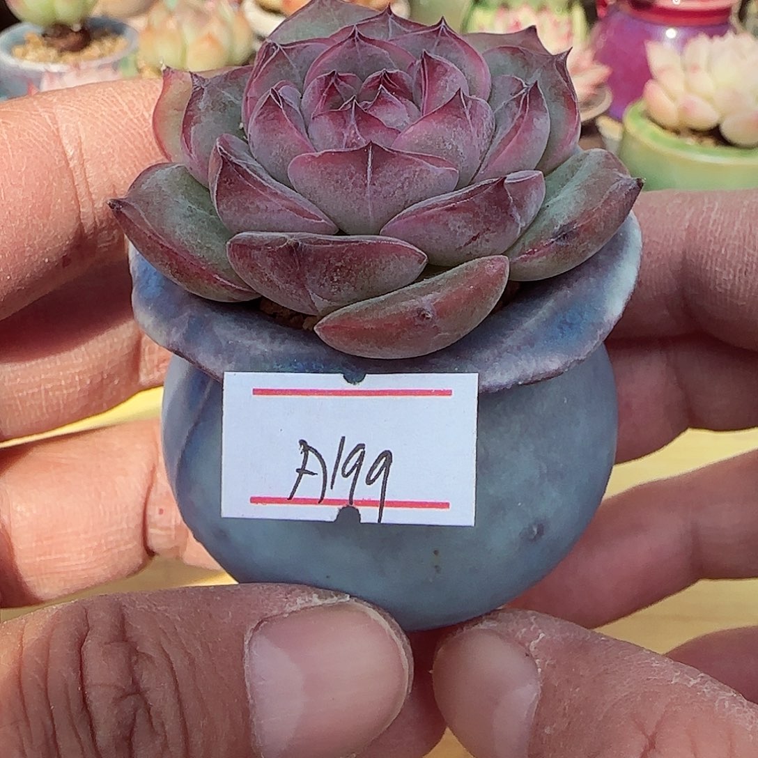 小暖萌友会福利A199