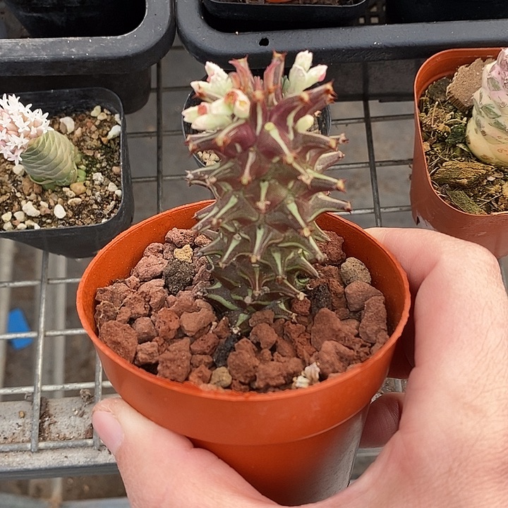 漂亮的小仙女们都来看看