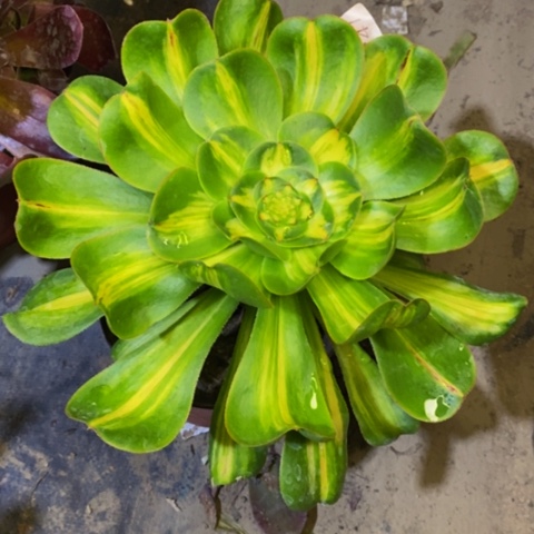 暴君多肉植物6241