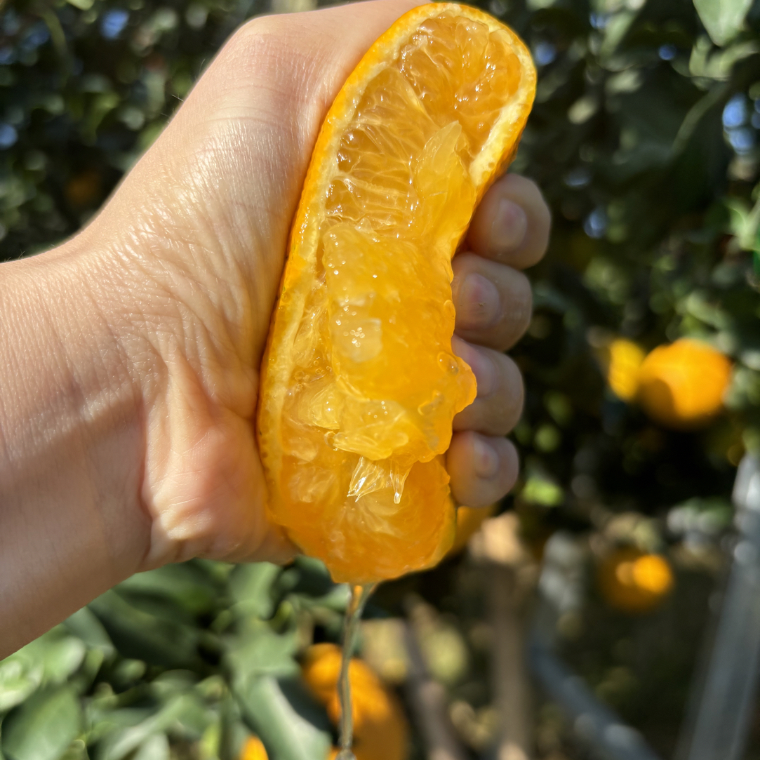 四川爱媛果冻橙应季皮薄多汁不打糖孕妇现摘现发（新疆西藏拍）