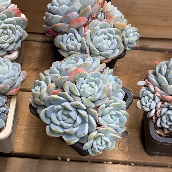 76。蓝底冰玉。群生不包整。